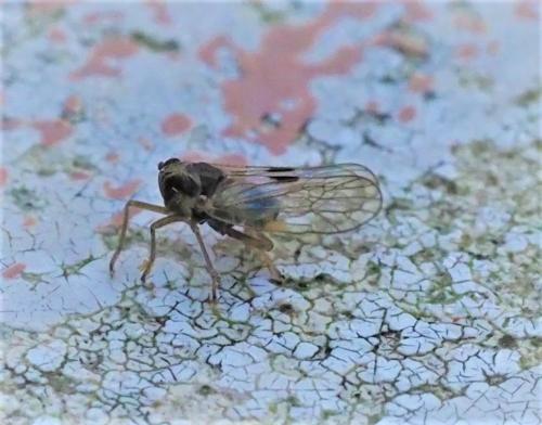Laodelphax striatellus